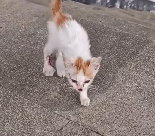 T2612012 #cat #catsoftiktok #poorcat