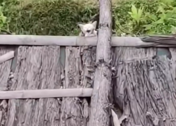 T2612013 #cat #catsoftiktok #poorcat