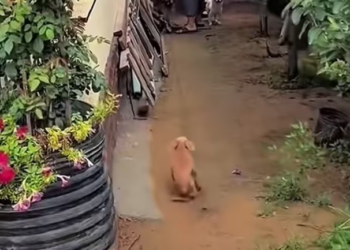 T2612014 #dog #dogsoftiktok #poordog