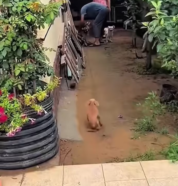 T2612014 #dog #dogsoftiktok #poordog