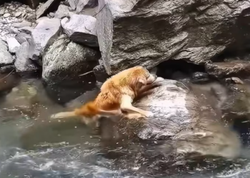 T2612015 Rescue Animals