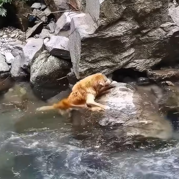 T2612015 Rescue Animals