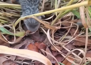 T2612017 #dog #dogsoftiktok #rescuedog #poordog