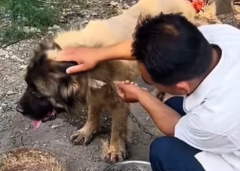 T2612019 #dog #dogsoftiktok #poordog