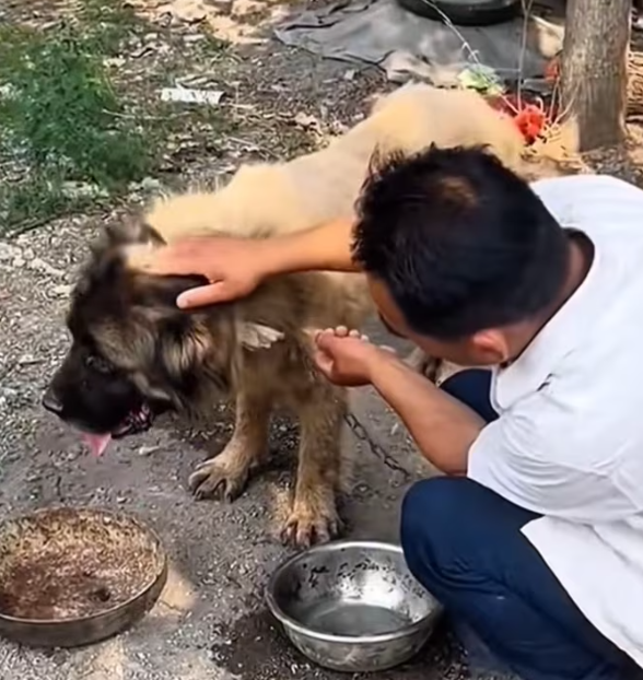 T2612019 #dog #dogsoftiktok #poordog