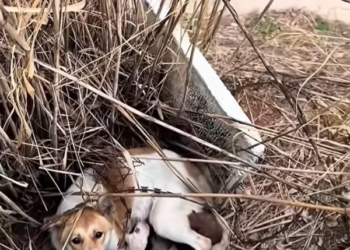 T2612020 #dog #dogsoftiktok #rescuedog #poordog #usa