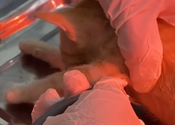 T0912019 kitten lying motionless on riverbank,crying miserably