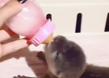 T2612023 Found single baby otter#otter #otterrescue #anime #animalrescue #animal