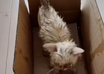 T2612024 On rainy day, encountered an abandoned little white cat