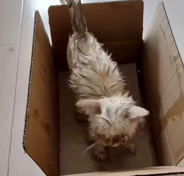 T2612024 On rainy day, encountered an abandoned little white cat