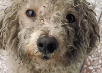 T2612026 Stray Dog Journey to Recovery Heartwarming Transformation!