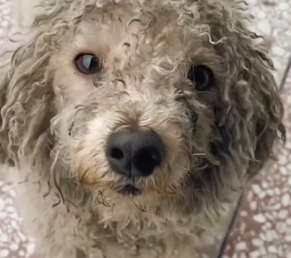 T2612026 Stray Dog Journey to Recovery Heartwarming Transformation!