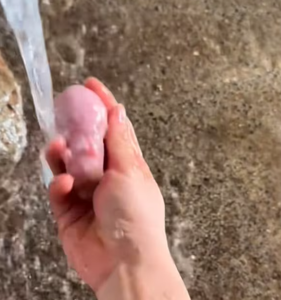 T2612027 Rescue newly born rabbit then #animals #rescue #fyp #love #cute