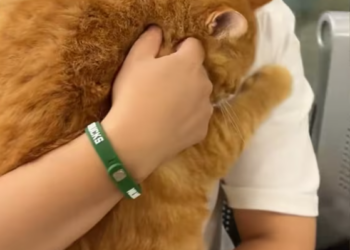 T2612028 Res poor cat then #rescue #animals #fyp #love #cute #cat #kitten