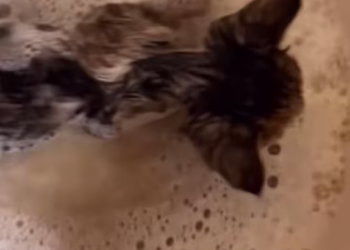 T2612030 #cat #catsoftiktok #rescuecat #poorcat