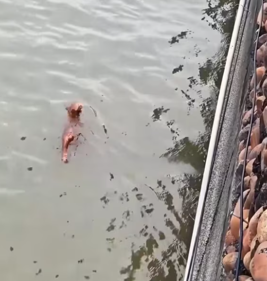 T2612031 Rescue cat trapped in river then #rescue #animals #fyp #cat