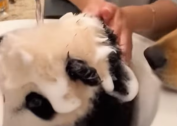 T2612032 Rescue baby panda then #animals #rescue #fyp #love #cute #panda