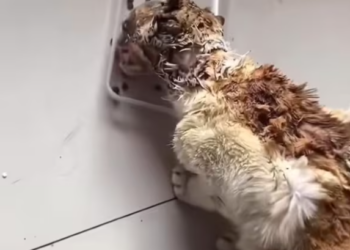 T2612033 #cat #catsoftiktok #rescuecat #poorcat #fyp #poor #rescue