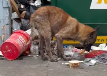 T2612034 Rescue homeless dog then #rescue #animals #fyp #dog #puppy