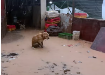 T2612035 Rescue poor dog then #rescue #animals #fyp #dog #puppy #cute