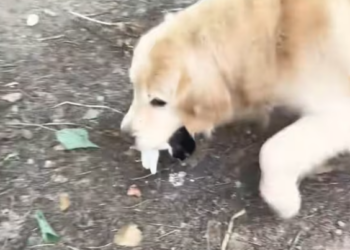 T2612036  My dog picked up kitten raised it #rescue #fyp #animals #cat