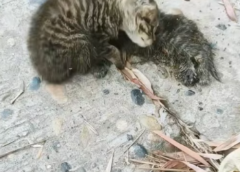 T0912020 found homeless kitten staying by side of his dead companion