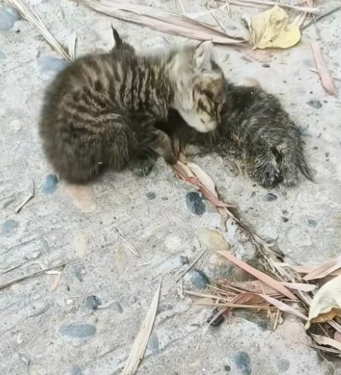 T0912020 found homeless kitten staying by side of his dead companion