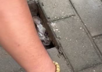 T2612037 Rescue poor kitty then #rescue #fyp #animals #kitty #cat #kitte…