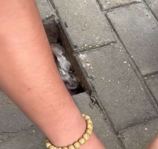 T2612037 Rescue poor kitty then #rescue #fyp #animals #kitty #cat #kitte…