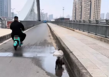 T2612038 Rescue poor dog then #rescue #animals #fyp #dog #dogs #puppy