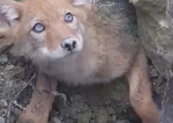 T2612039 Rescue baby coyote buried in soil then #rescue #fyp #animal