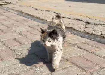 T2612040 Rescue beautiful stray cat then #animals #rescue #fyp #animal