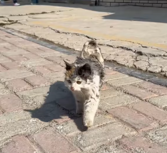 T2612040 Rescue beautiful stray cat then #animals #rescue #fyp #animal