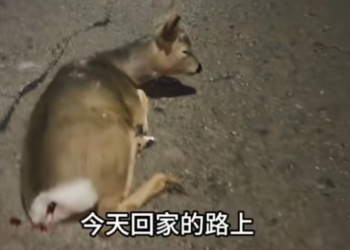 T2612022 Poor baby #LanguageLearning #fyp #kind #animalrescue