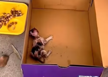 T2612021 #cat #catsoftiktok #poorcat