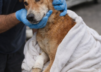 T2612006 Community Unites to Rescue Stray Dog Trapped Injured in Heartfelt
