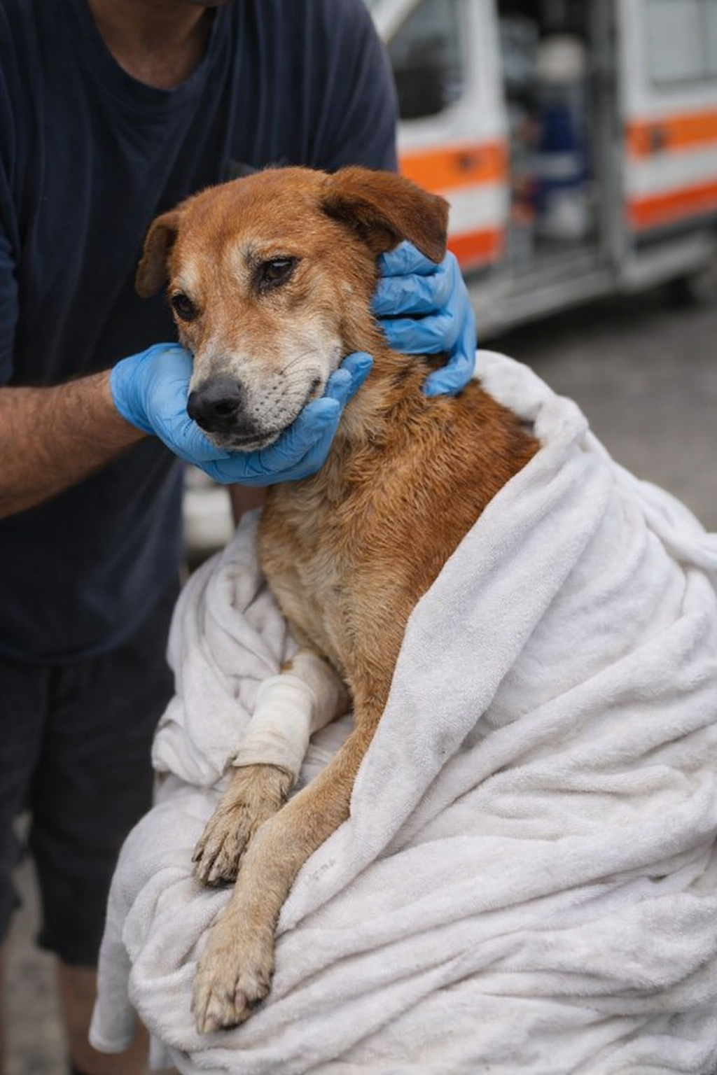 T2612006 Community Unites to Rescue Stray Dog Trapped Injured in Heartfelt