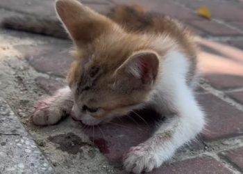 T0101001 He didn’t scream. He just waited where no one looks.