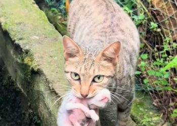 T0912021 mother cat was holding kitten in her mouth looking at me