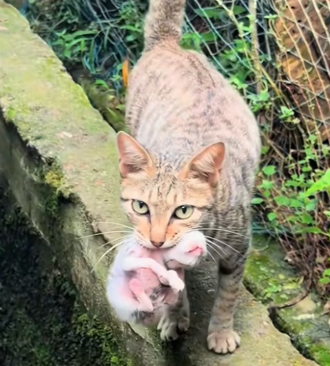 T0912021 mother cat was holding kitten in her mouth looking at me