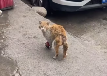 T0101003 Left behind, but not ready to give up.