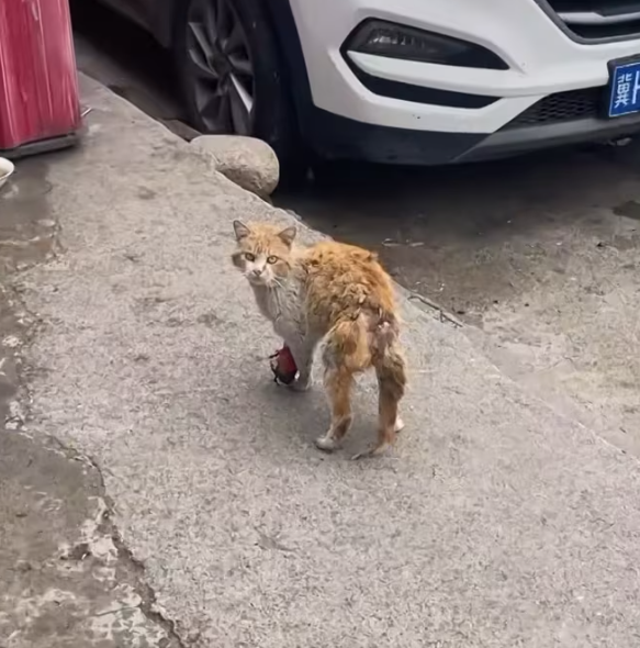 T0101003 Left behind, but not ready to give up.