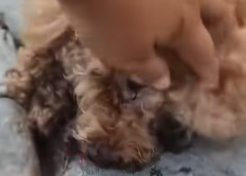 T0912003 Injured Puppy Was Lying On Roadside So Decided To Help her