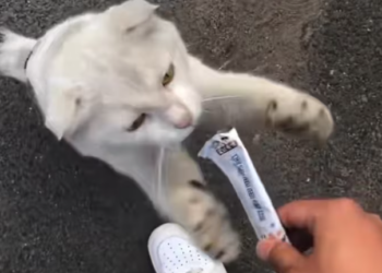 T0101008 He’s not sleeping… he’s exhausted.