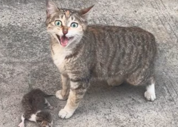 T0101009 Someone walked past. Someone else didn’t.