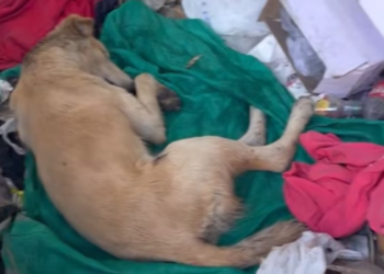 T0912022 Our volunteers are really caring! #doglover #dogs #dogrescue #rescue