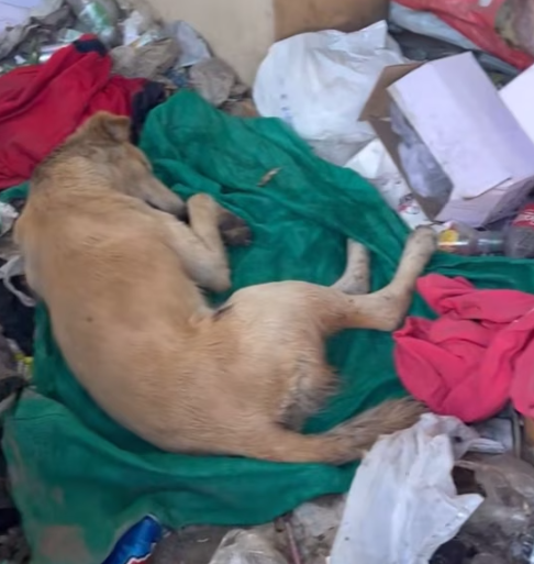 T0912022 Our volunteers are really caring! #doglover #dogs #dogrescue #rescue