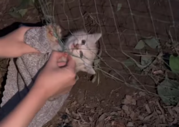 T0101012 He’s waiting for the moment that saves him.