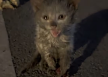 T0101014 Pain taught him to stay still.