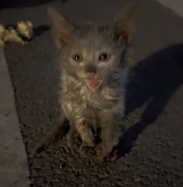 T0101014 Pain taught him to stay still.